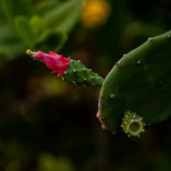 Opuntia cochenillifera Flors