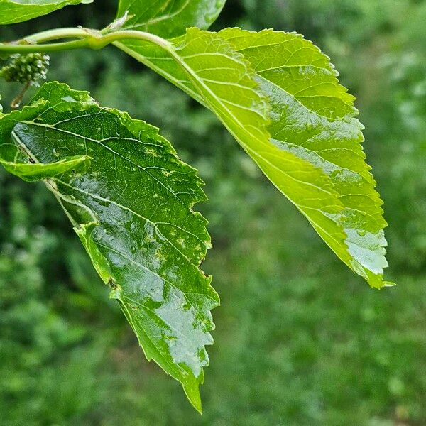 Morus nigra Blad