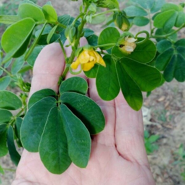 Senna obtusifolia Лист
