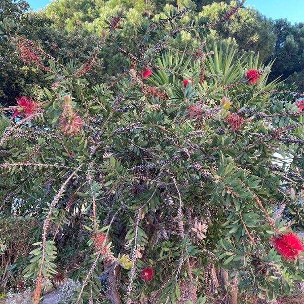 Melaleuca rugulosa Blomst