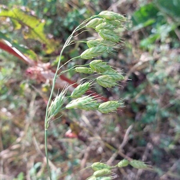 Bromus secalinus Fruit