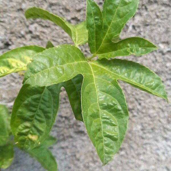 Passiflora edulis Blatt