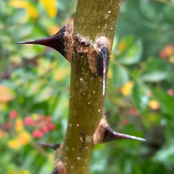 Zanthoxylum bungeanum Bark