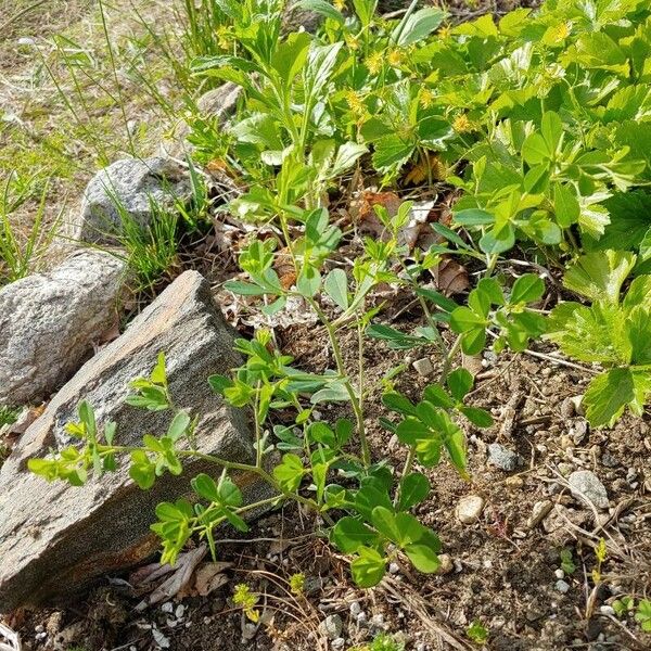 Baptisia tinctoria Alkat (teljes növény)