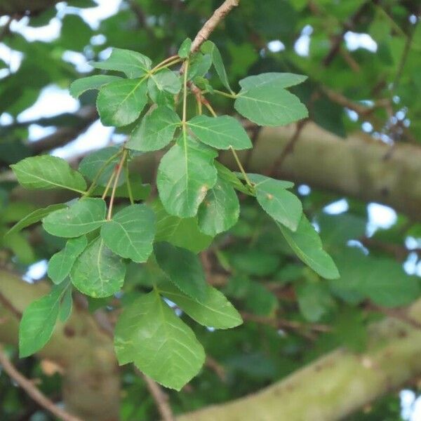 Commiphora baluensis Листок