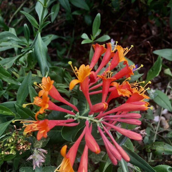 Lonicera sempervirens Flower