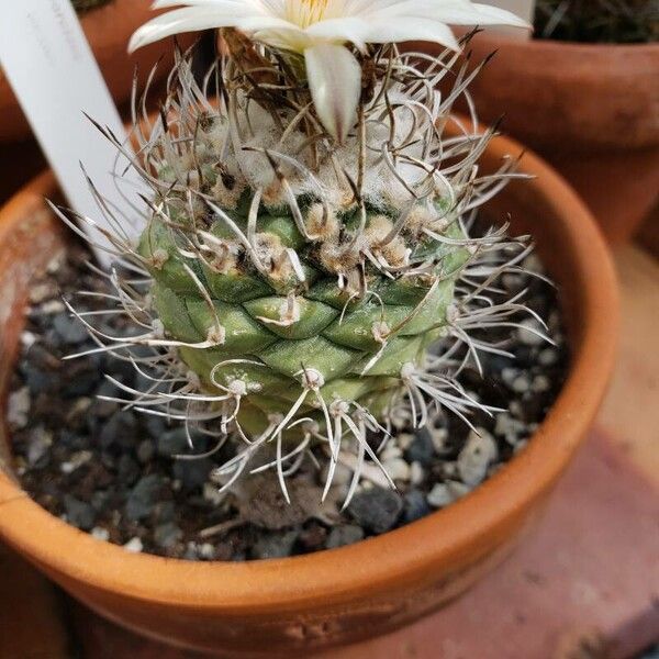 Turbinicarpus lophophoroides