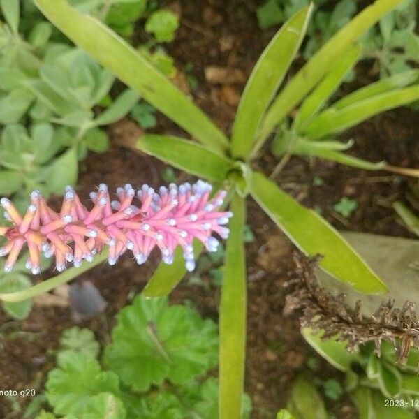 Aechmea gamosepala 花