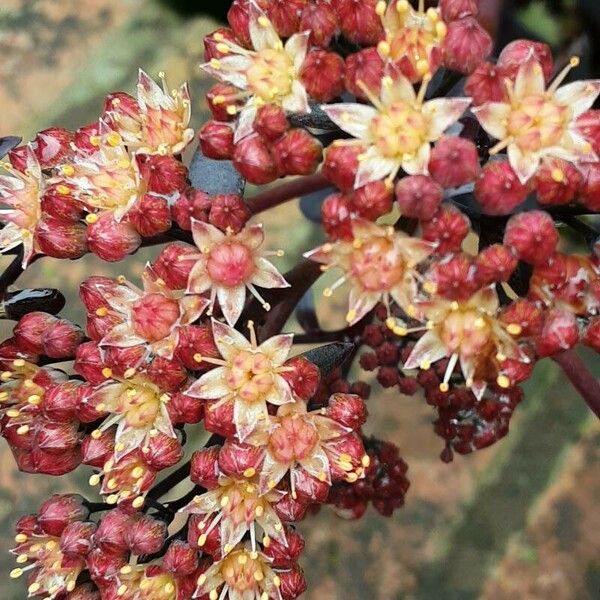 Hylotelephium maximum Flor