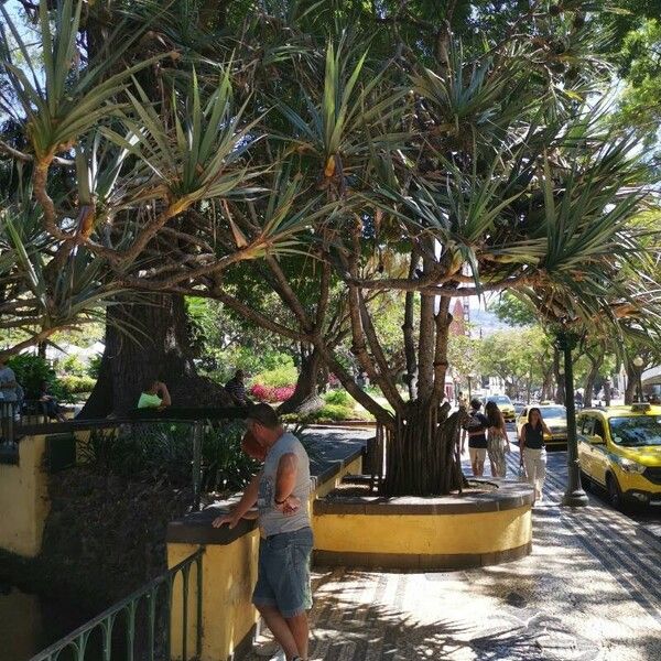 Pandanus utilis Plante entière