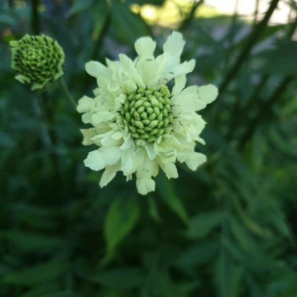 Cephalaria alpina 花