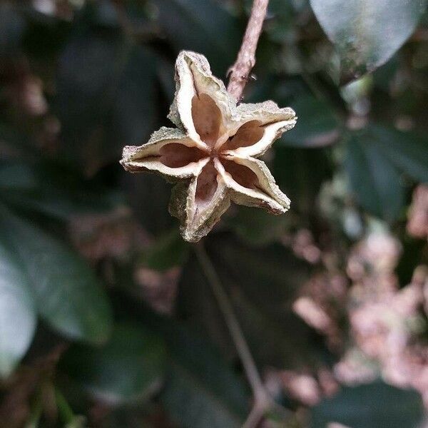 Metrodorea nigra Fruit