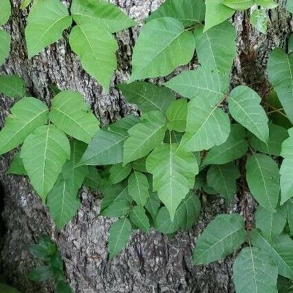 Toxicodendron radicans Levél