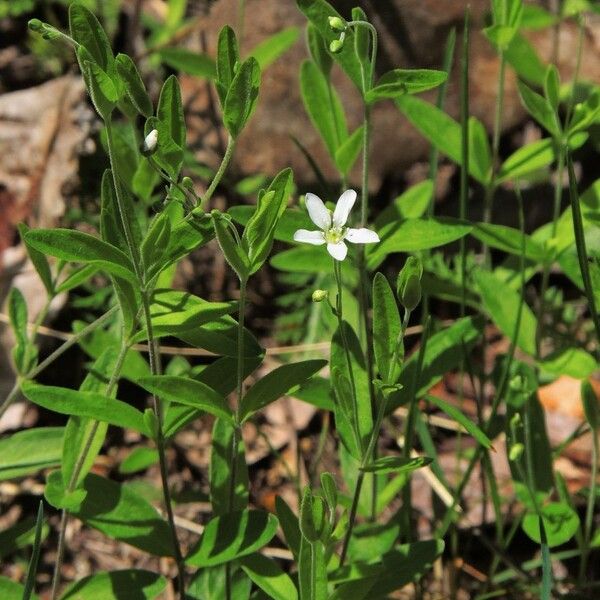 Moehringia lateriflora Elinympäristö