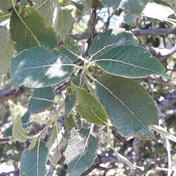 Salix caprea Liść