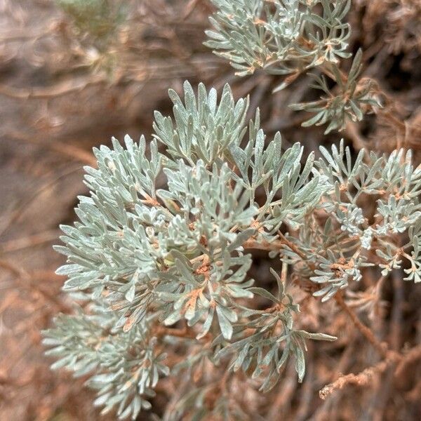 Artemisia frigida Levél