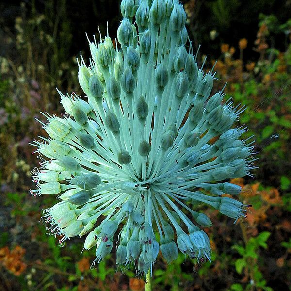 Allium guttatum Blüte