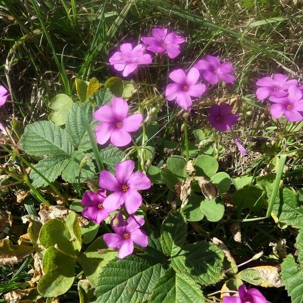 Oxalis articulata Other