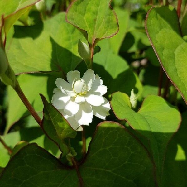 Houttuynia cordata Lorea