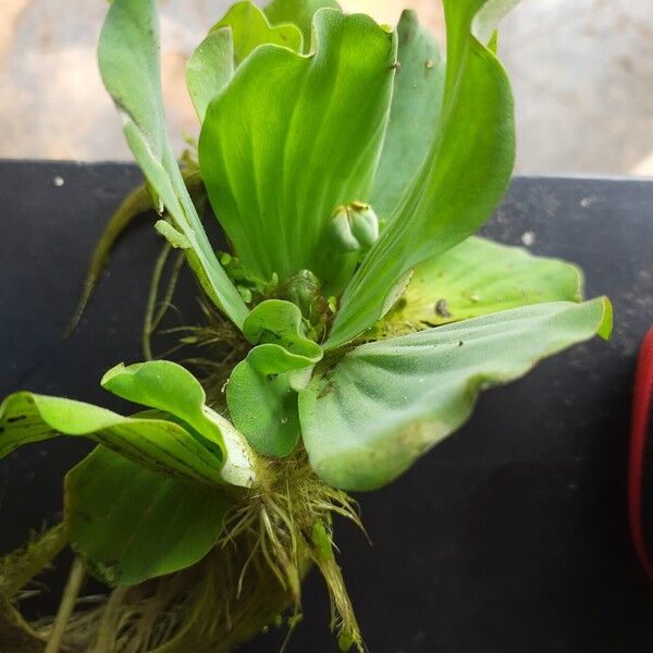 Pistia stratiotes Leaf