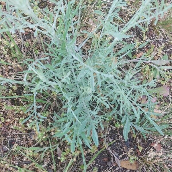 Centaurea diffusa List