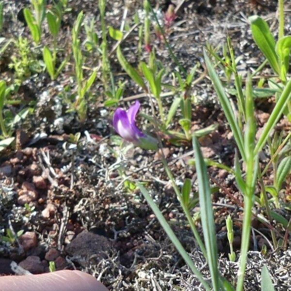 Lathyrus angulatus Flower