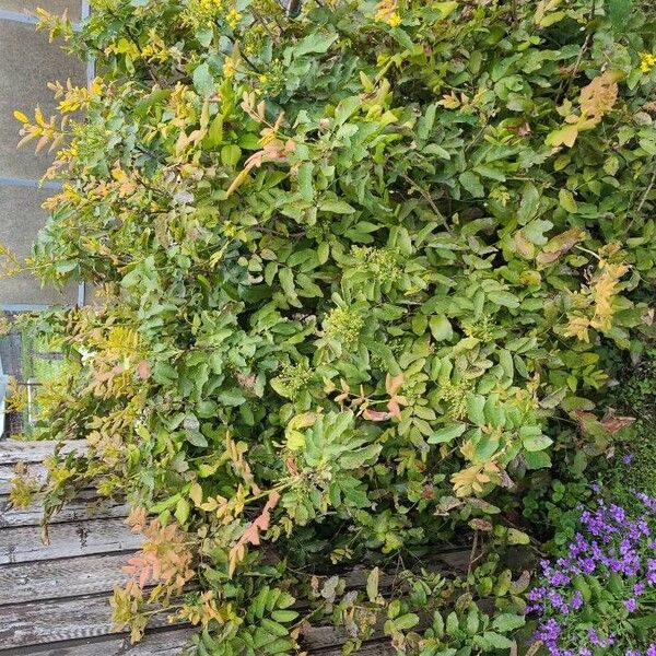 Berberis aquifolium Flower