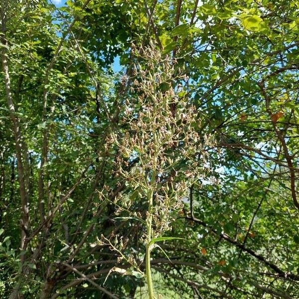 Lactuca biennis Квітка