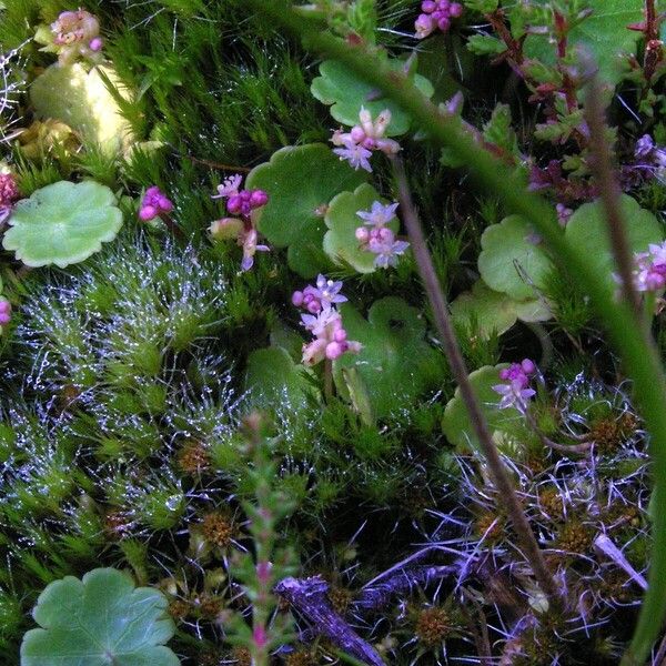 Hydrocotyle vulgaris Hoja