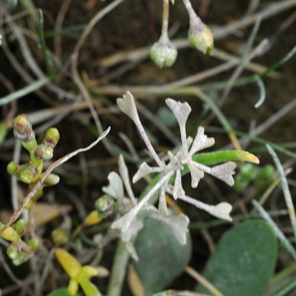 Atriplex pedunculata Flower