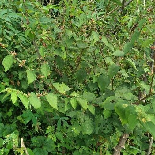 Triumfetta rhomboidea Leaf