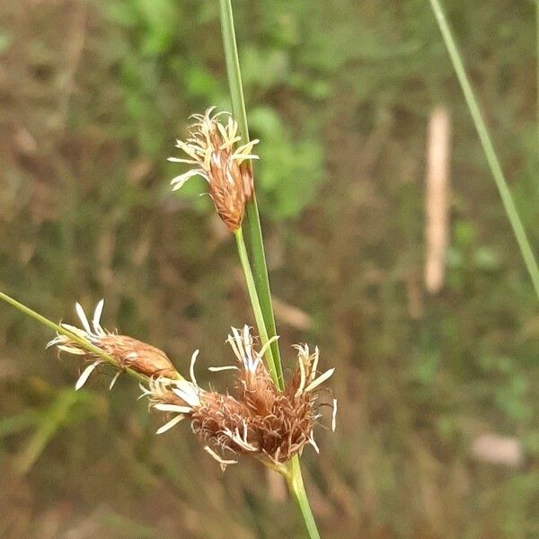 Bolboschoenus maritimus 花