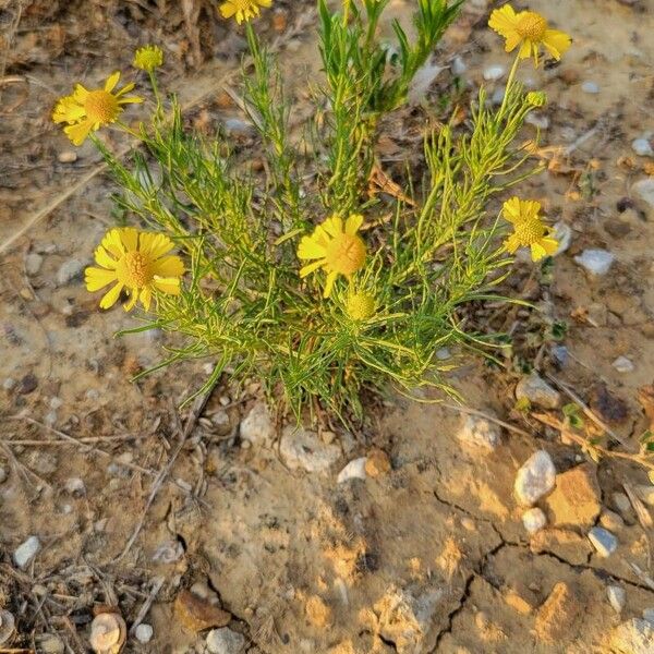 Helenium amarum Hàbitat