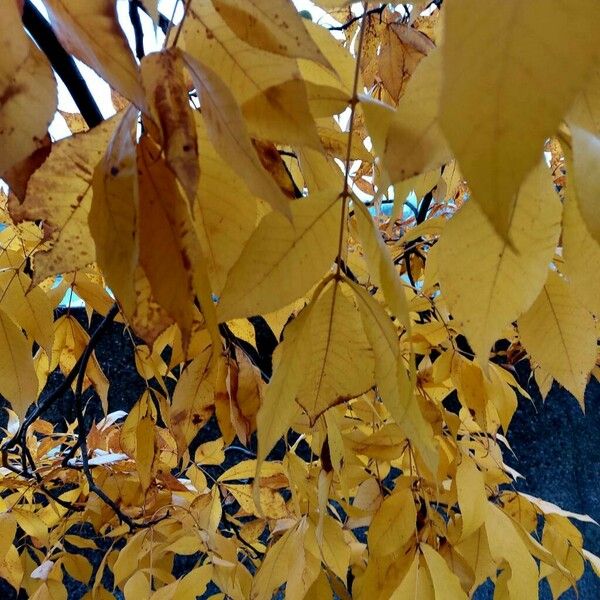 Carya tomentosa Folha