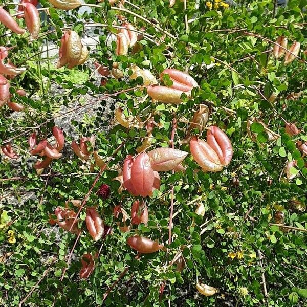 Colutea arborescens Habit