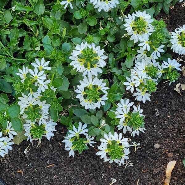 Scaevola plumieri Flor