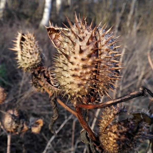 Datura stramonium Frucht