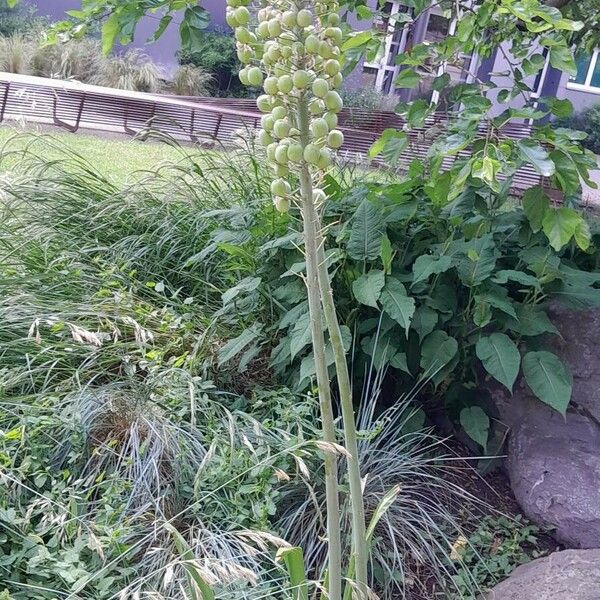 Eremurus robustus موطن