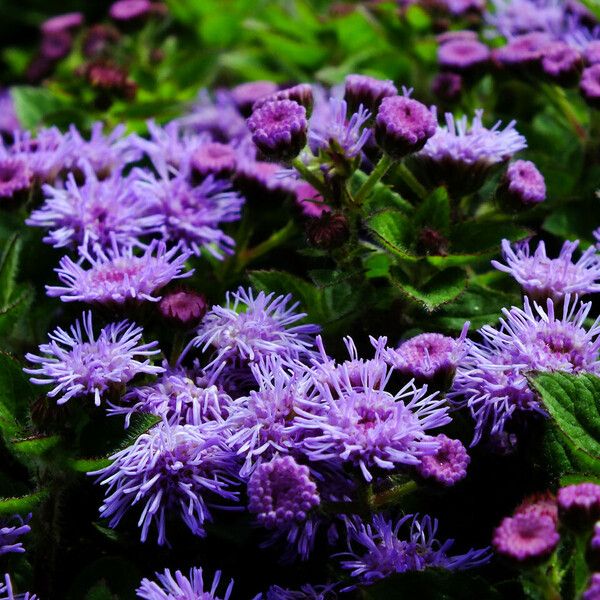 Ageratum houstonianum പുഷ്പം