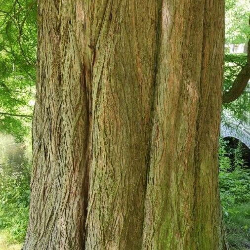 Taxodium distichum Bark