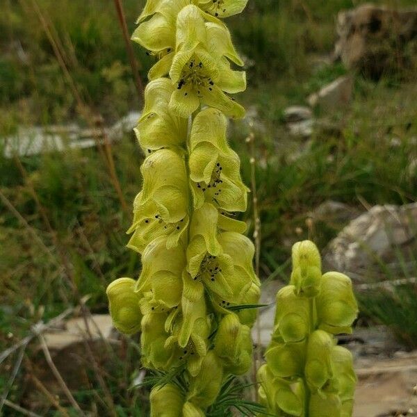 Aconitum anthora Flower