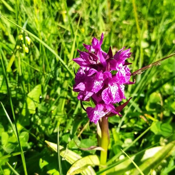 Dactylorhiza majalis Цвят