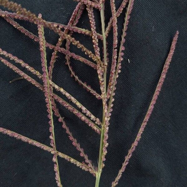 Paspalum paniculatum Blüte