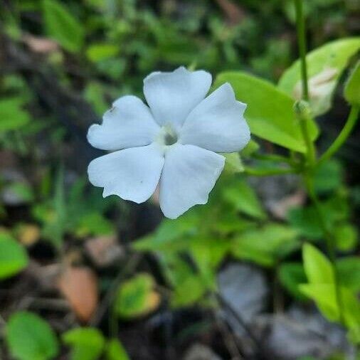 Thunbergia laevis Kukka