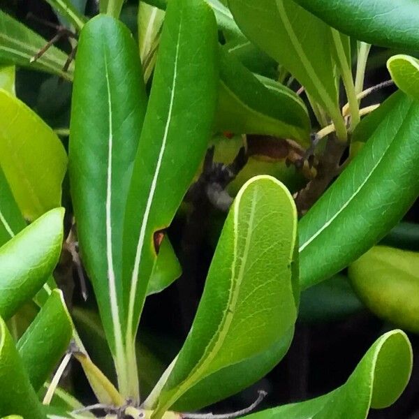 Pittosporum tobira Leaf