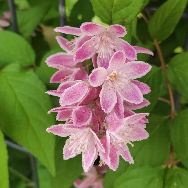 Deutzia scabra Flower