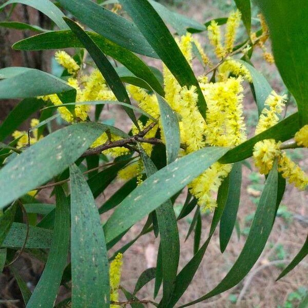 Acacia longifolia 花