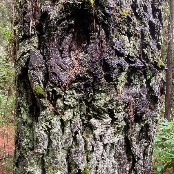 Pinus pinaster പുറംതൊലി