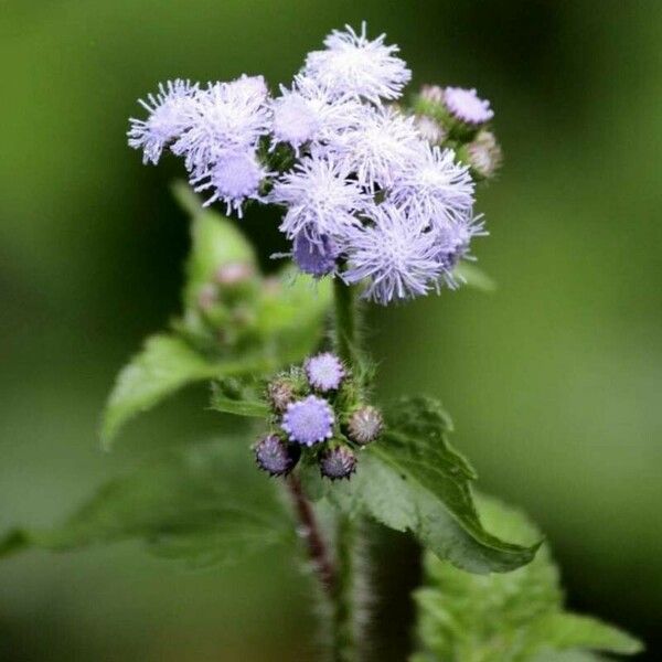 Ageratum conyzoides Blüte