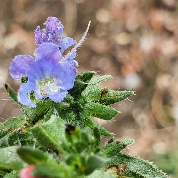 Echium parviflorum Blüte